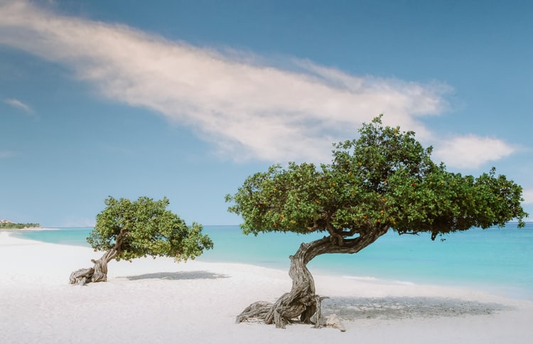Divi Divi Trees in Eagle Beach In Aruba
