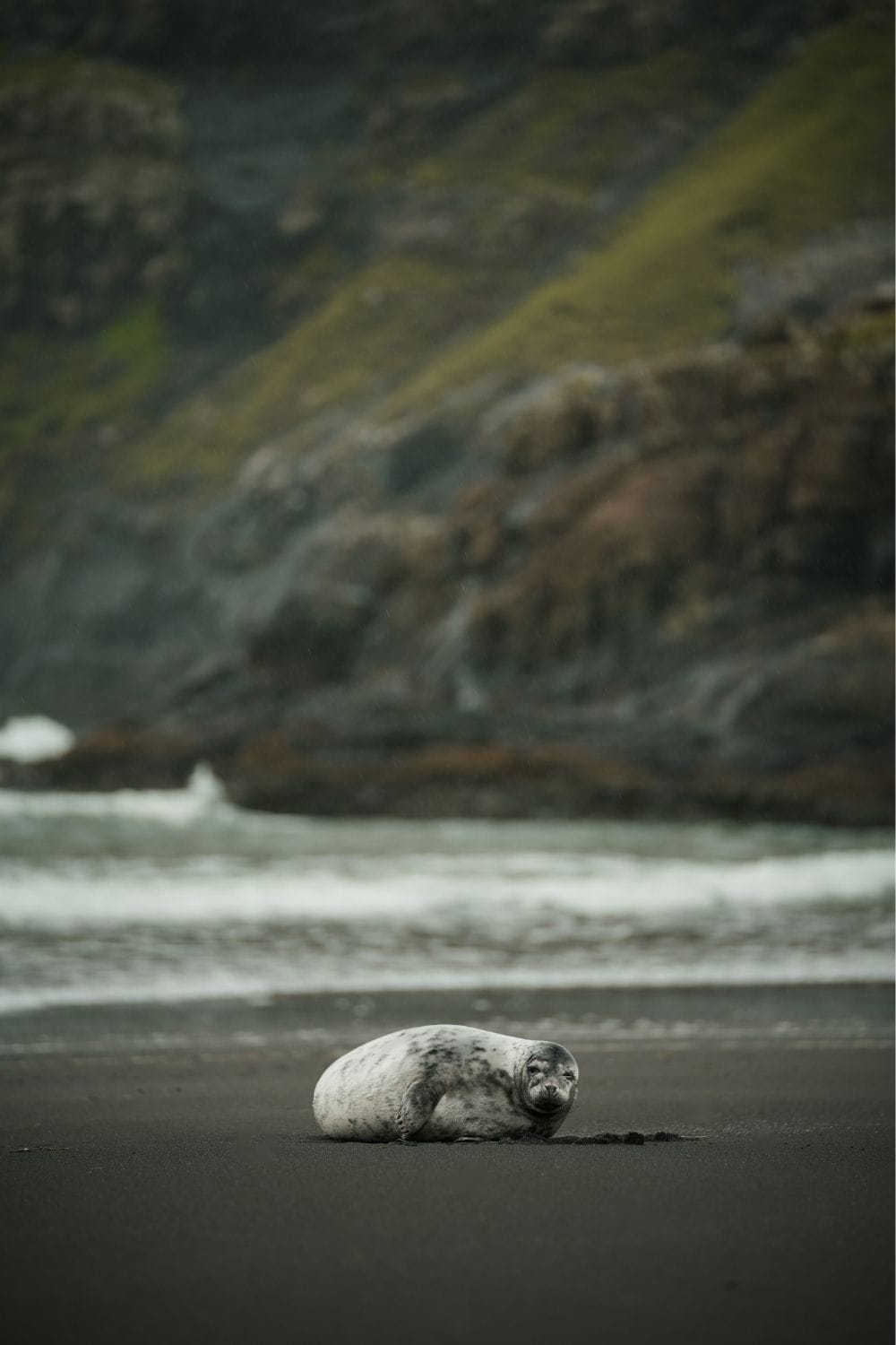 Seal on black sand beach