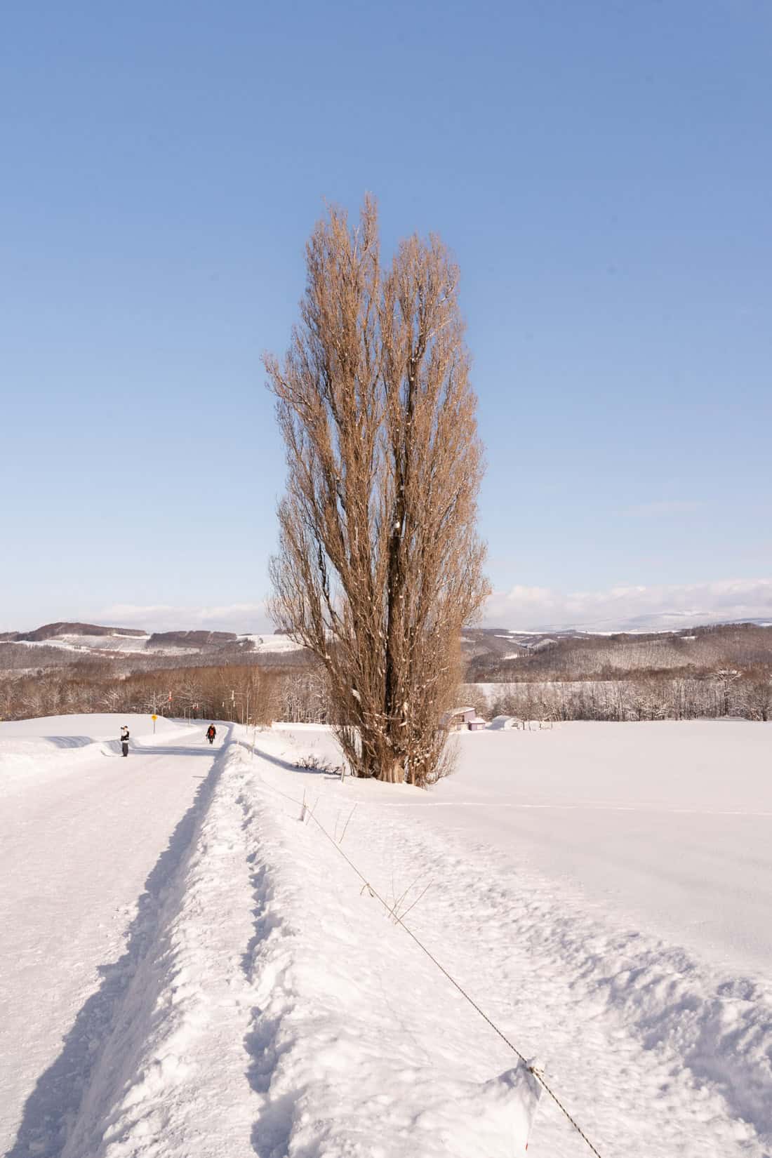 Ken and Mary Tree in Biei Japan