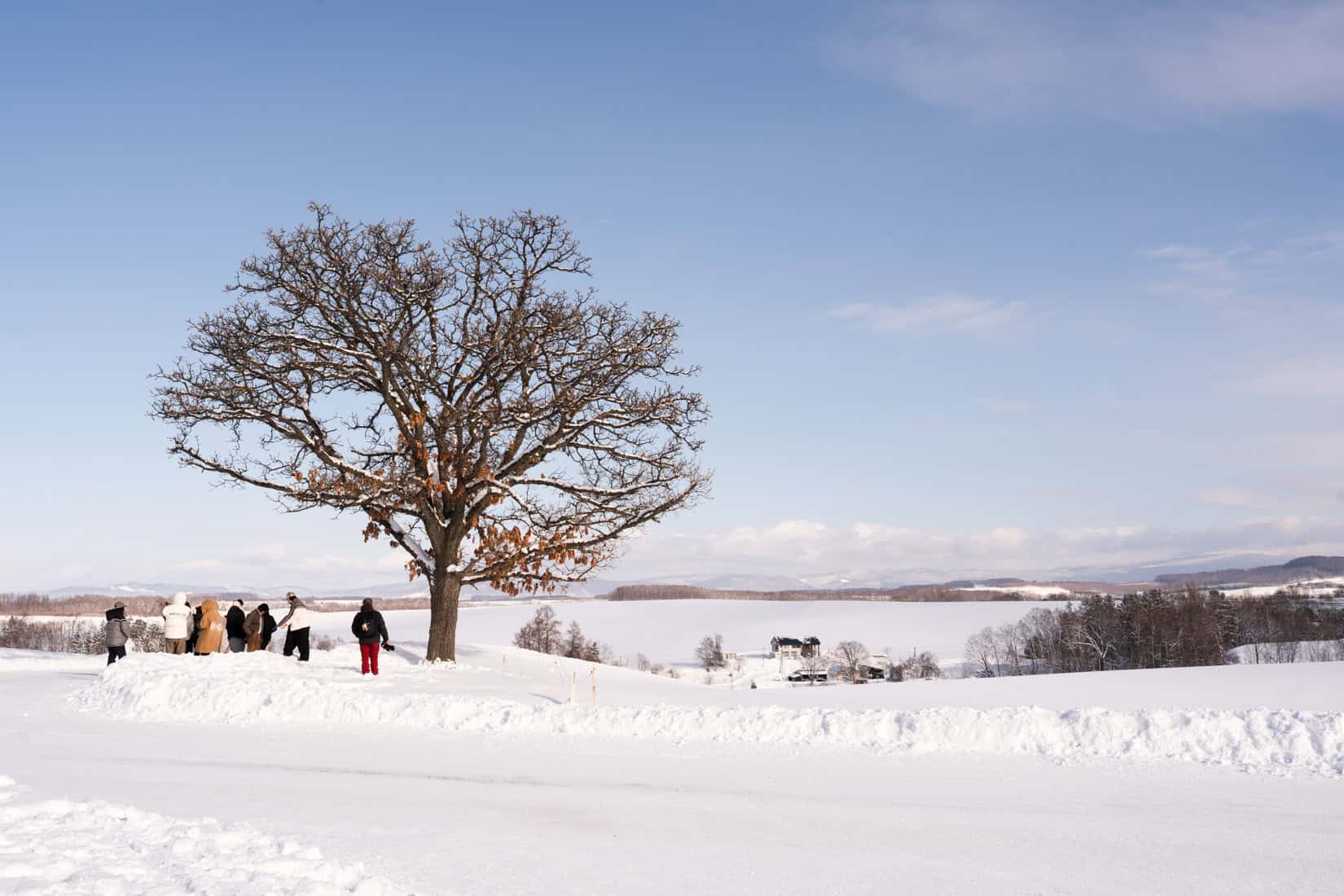 Seven Stars Tree